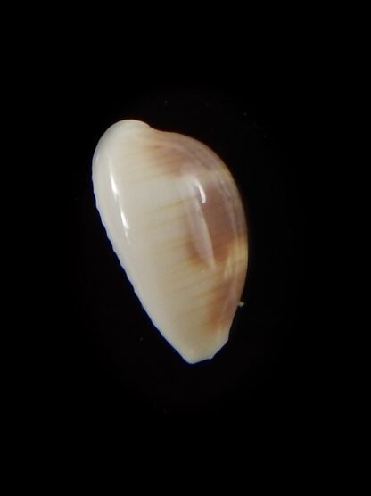 Palmadusta clandestina candida 16 mm Gem-40323