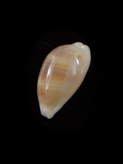 Palmadusta clandestina candida 16 mm Gem-40324