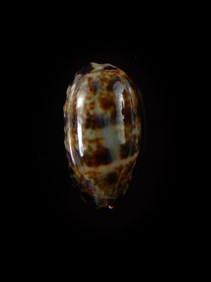 Melicerona listeri melvilli 17 mm Gem-40257