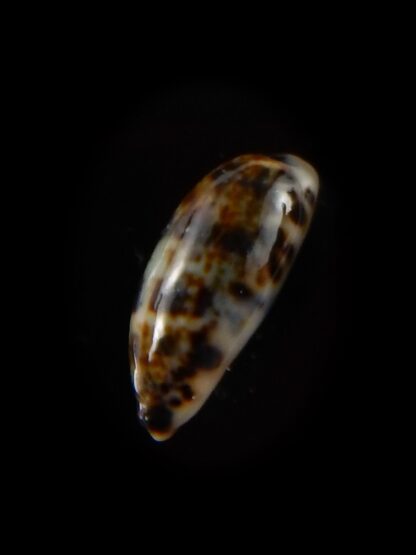 Melicerona listeri melvilli 17 mm Gem-40261