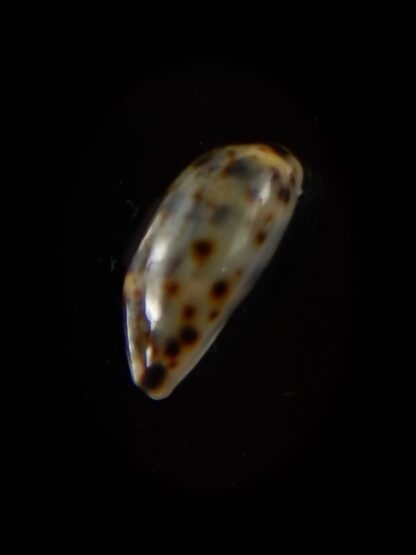 Melicerona listeri melvilli 15,2 mm Gem-40235