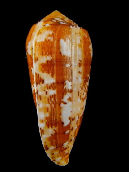 Textilia floccatus magdalenae 64,8 mm Gem -40058