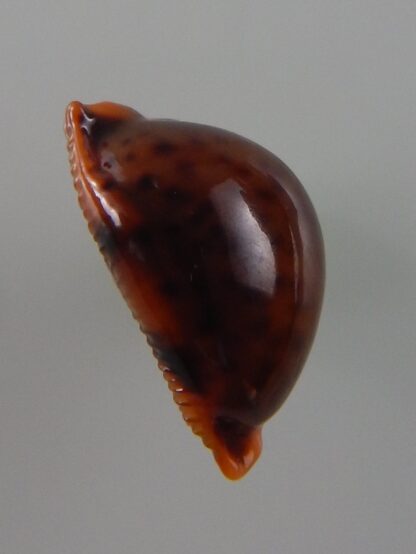 Pustularia globulus sphaeridium ... Black ... 19 mm Gem -40592