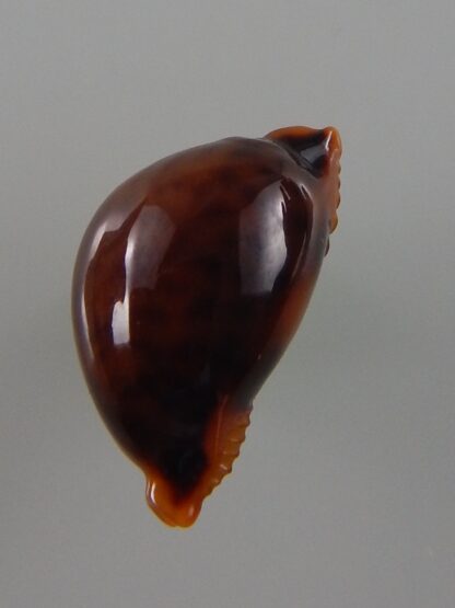 Pustularia globulus sphaeridium ... Black ... 19 mm Gem -40588