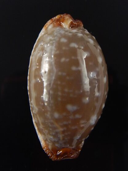 Staphylaea limacina staphylaeformis 35,9 mm Gem-40558