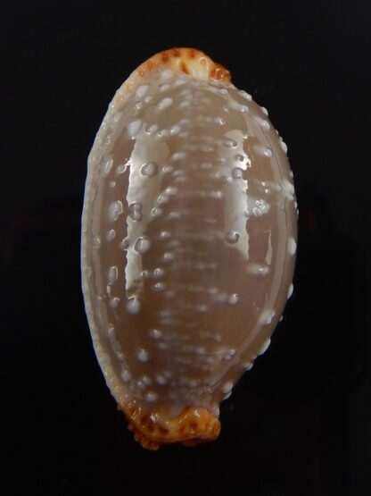 Staphylaea limacina staphylaeformis 34,8 mm Gem-40516