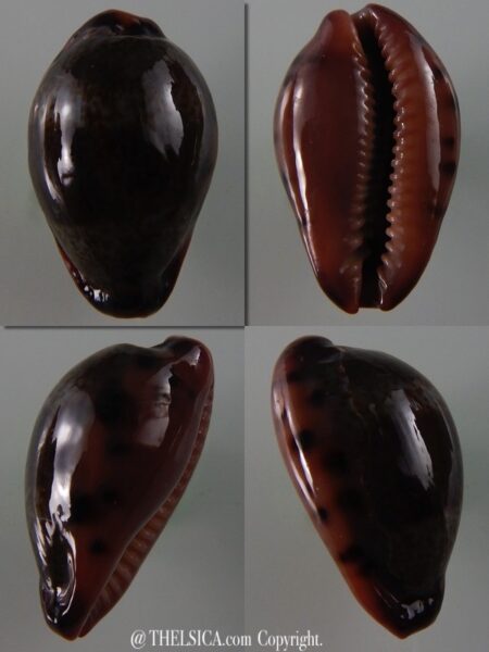 Errones xanthodon 29,1 mm Gem-0