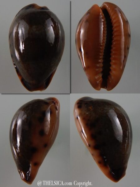 Errones xanthodon 29,4 mm Gem-0