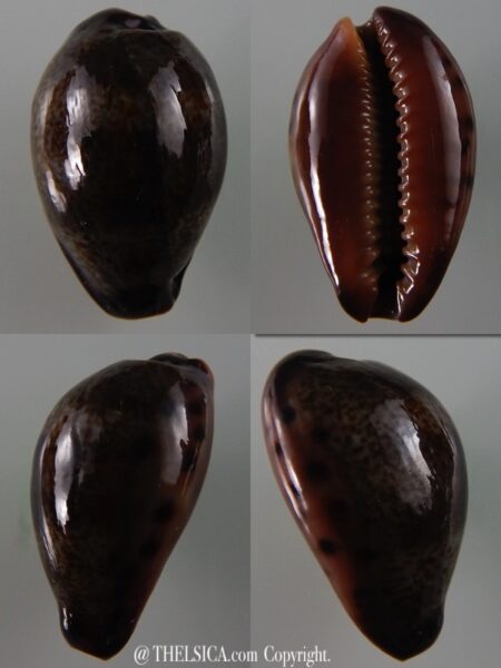 Errones xanthodon 30,7 mm Gem-0