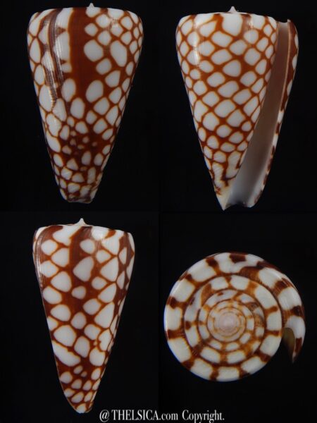 Eugeniconus marchionatus 42,9 mm Gem-0