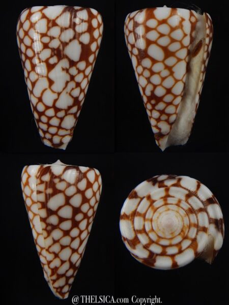 Eugeniconus marchionatus 43,1 mm Gem-0