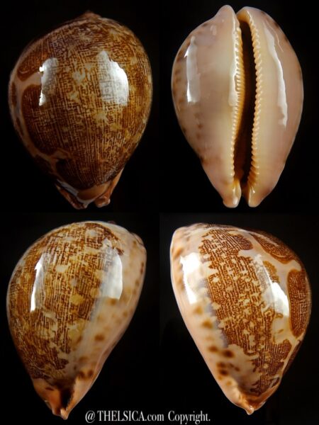 Leporicypraea mappa mappa ... BALL ... 71,7 mm Gem-0
