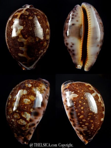 Leporicypraea mappa viridis guamensis 67 mm Gem-0