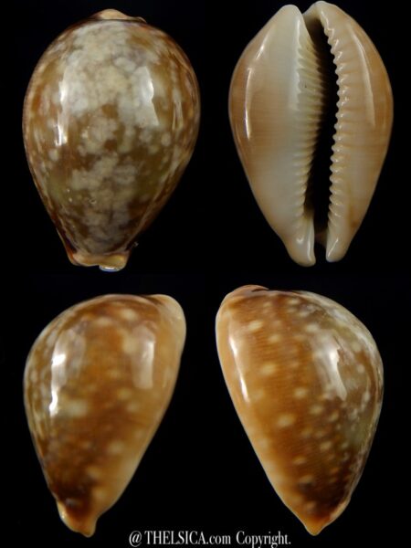 Lyncina vitellus ... SP pattern >>> 53,6 mm Gem-0