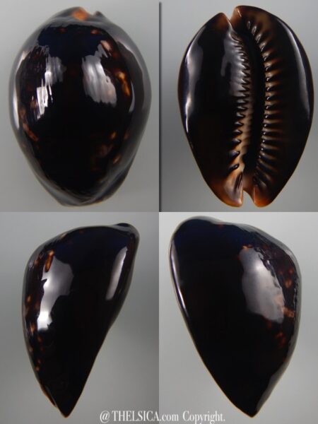 Mauritia mauritiana ... Black...63,3 mm Gem-0