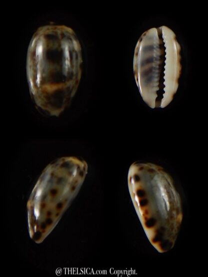 Melicerona listeri melvilli 15,2 mm Gem-0