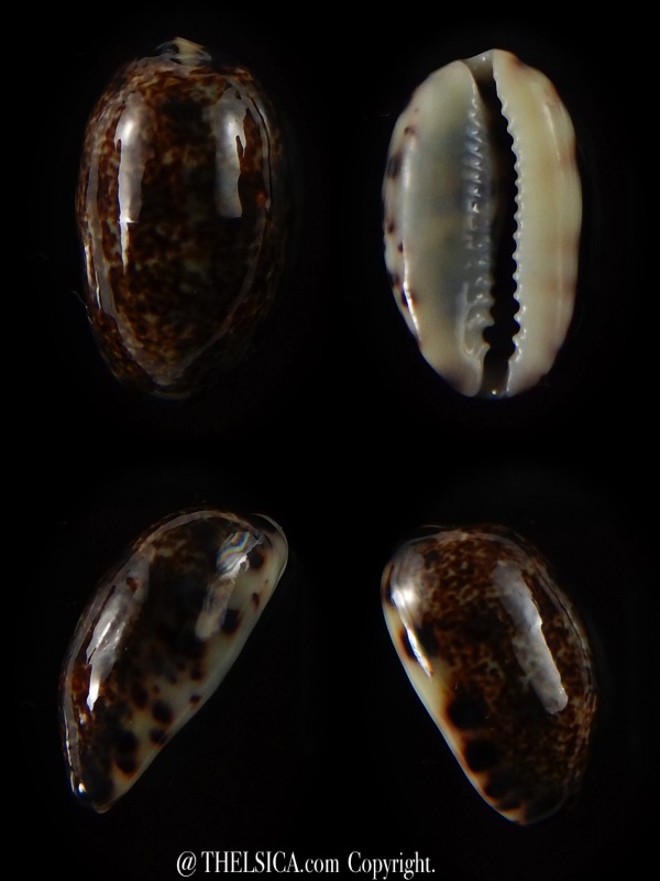 Melicerona listeri melvilli 19,9 mm Gem-0