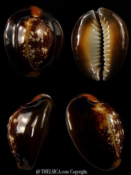 Monetaria caputserpentis..super flat... 25,4 mm Gem -0