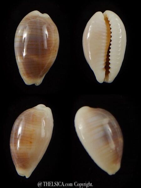 Palmadusta clandestina candida 16,8 mm Gem-0