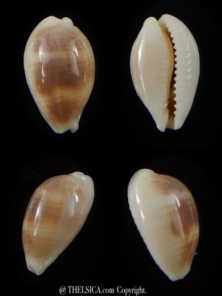 Palmadusta clandestina candida 16 mm Gem-0