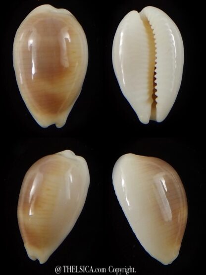 Palmadusta clandestina candida 17,3 mm Gem-0