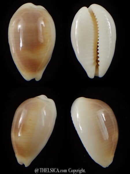 Palmadusta clandestina candida 17,3 mm Gem-0