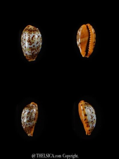 Palmadusta humphreyii 11,3 mm Gem-0