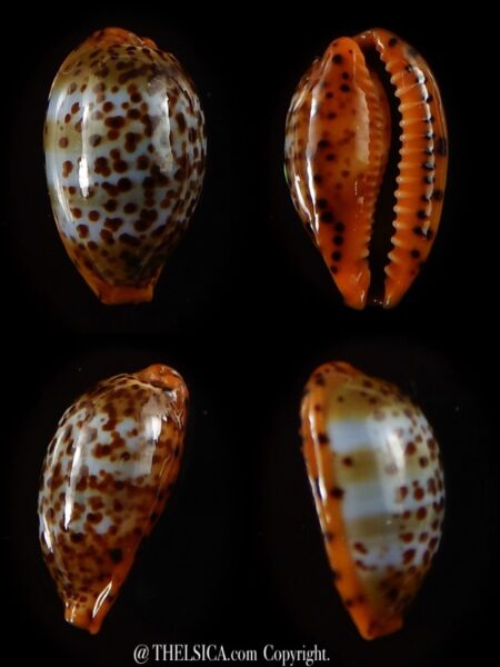 Palmadusta humphreyii 16,1 mm Gem-0
