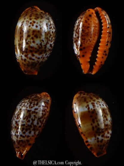 Palmadusta humphreyii 16,4 mm Gem-0