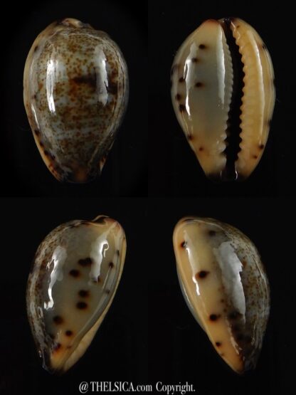 Purpuradusta gracilis macula 17,8 mm Gem-0