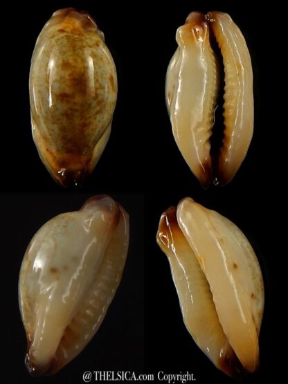 Purpuradusta gracilis macula N&R 19,7 mm Gem-0