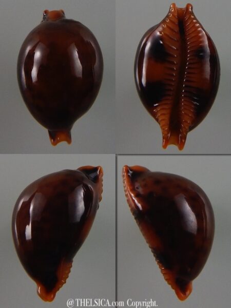 Pustularia globulus sphaeridium ... Black ... 19 mm Gem -0