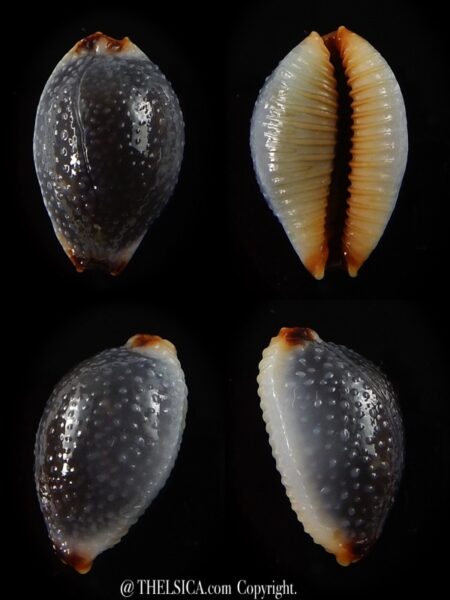 Staphylaea consobrina 18,2 mm Gem-0