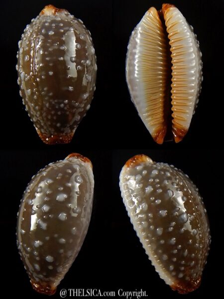 Staphylaea limacina staphylaeformis 34,1 mm Gem-0
