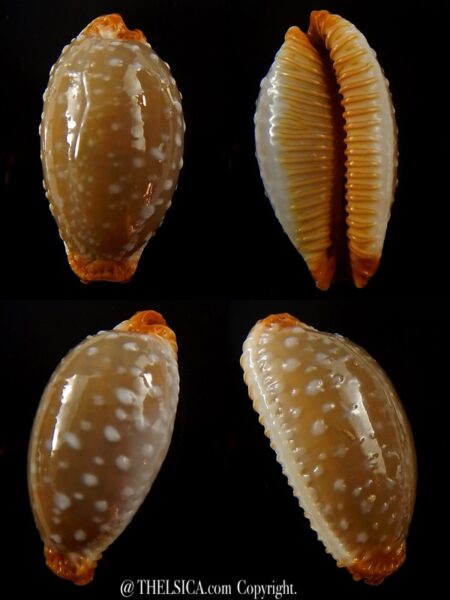 Staphylaea limacina staphylaeformis 34,5 mm Gem-0