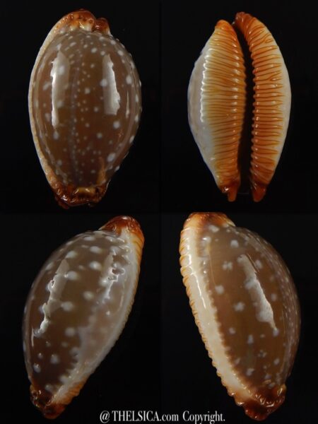 Staphylaea limacina staphylaeformis 34,5 mm Gem-0