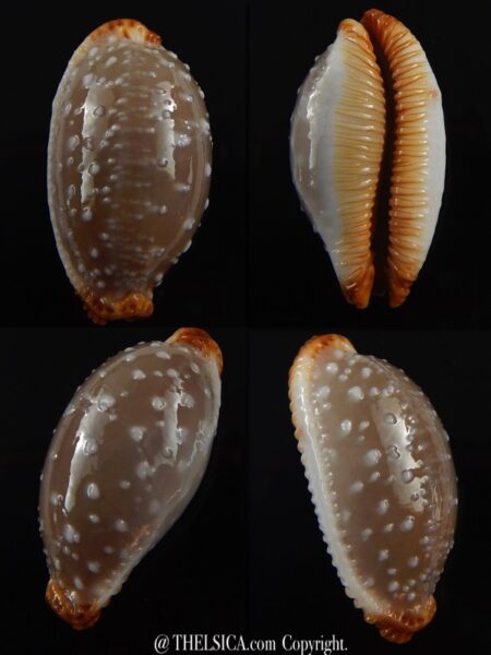 Staphylaea limacina staphylaeformis 34,8 mm Gem-0