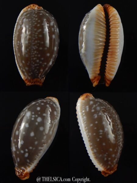 Staphylaea limacina staphylaeformis 34,9 mm Gem-0
