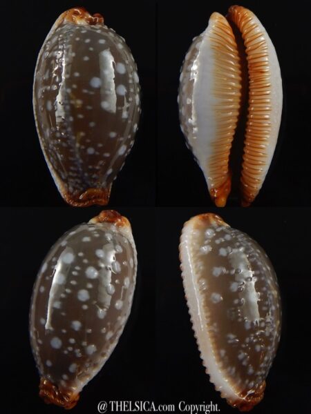 Staphylaea limacina staphylaeformis 34 mm Gem-0