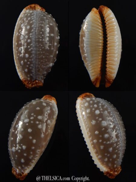 Staphylaea limacina staphylaeformis 35,3 mm Gem-0