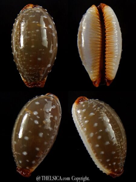 Staphylaea limacina staphylaeformis 35,4 mm Gem-0