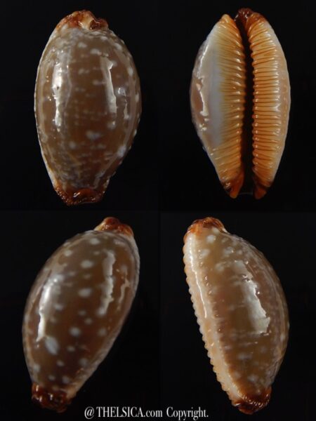 Staphylaea limacina staphylaeformis 35,9 mm Gem-0