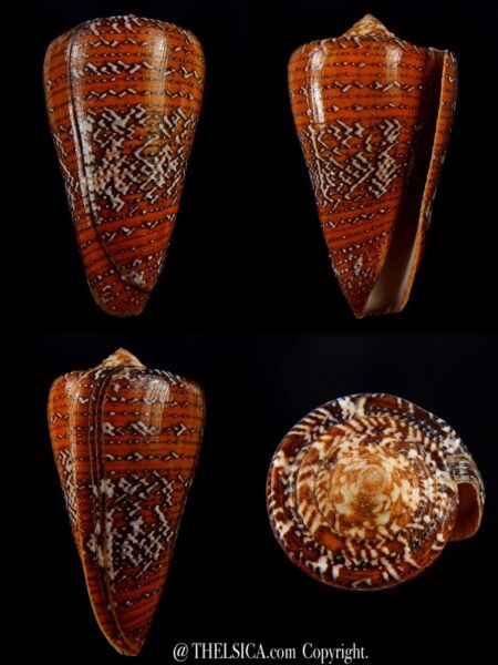 Tenorioconus cedonulli cedonulli 52,4 mm Gem -0