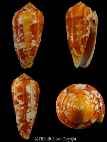 Textilia floccatus magdalenae 64,8 mm Gem -0