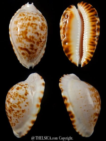 Zoila marginata bataviensis 52,2 mm Gem-0