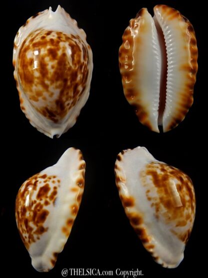 Zoila marginata bataviensis 54,9 mm Gem-0