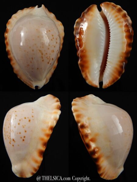 Zoila marginata ketyana 48,7 mm Gem -0