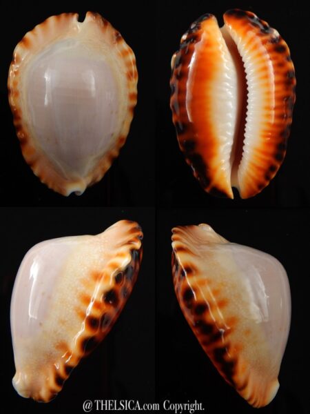 Zoila marginata ketyana hypermarginata... Orange base ... 48,3 mm Gem -0