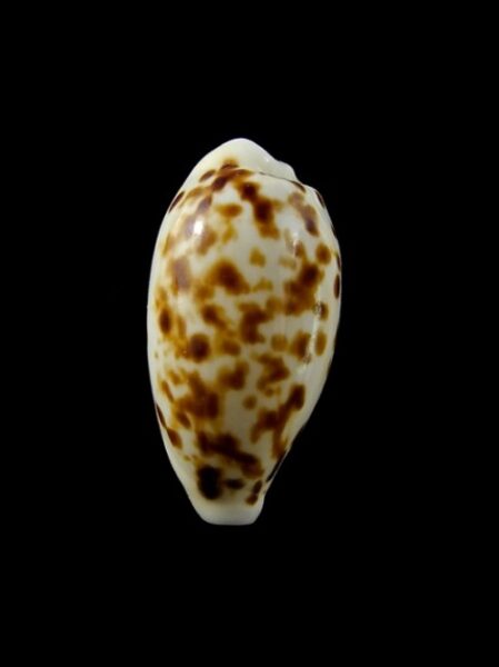 Cypraea hesperina Gem 21 mm --0