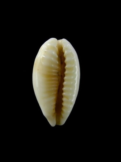 Cypraea coxeni pseudohesperina Gem 22,1 mm --41123